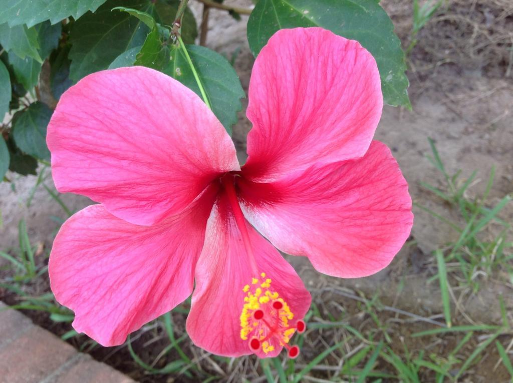 Casa Flor De Mar Hotel ซิโปไลต์ ภายนอก รูปภาพ